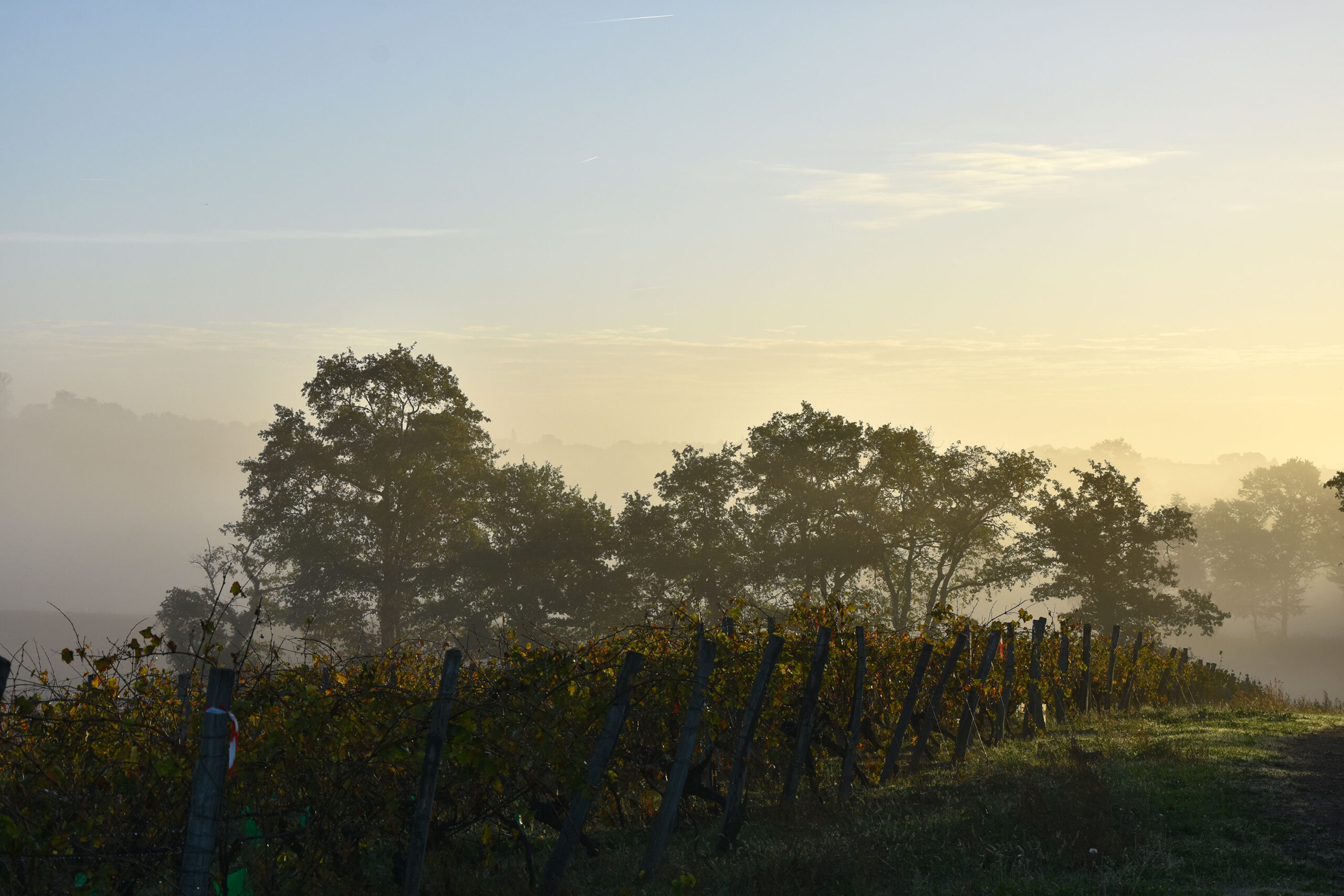 02-histoire-groupe-bollinger-champagne-wine-spirits-photo-paysage